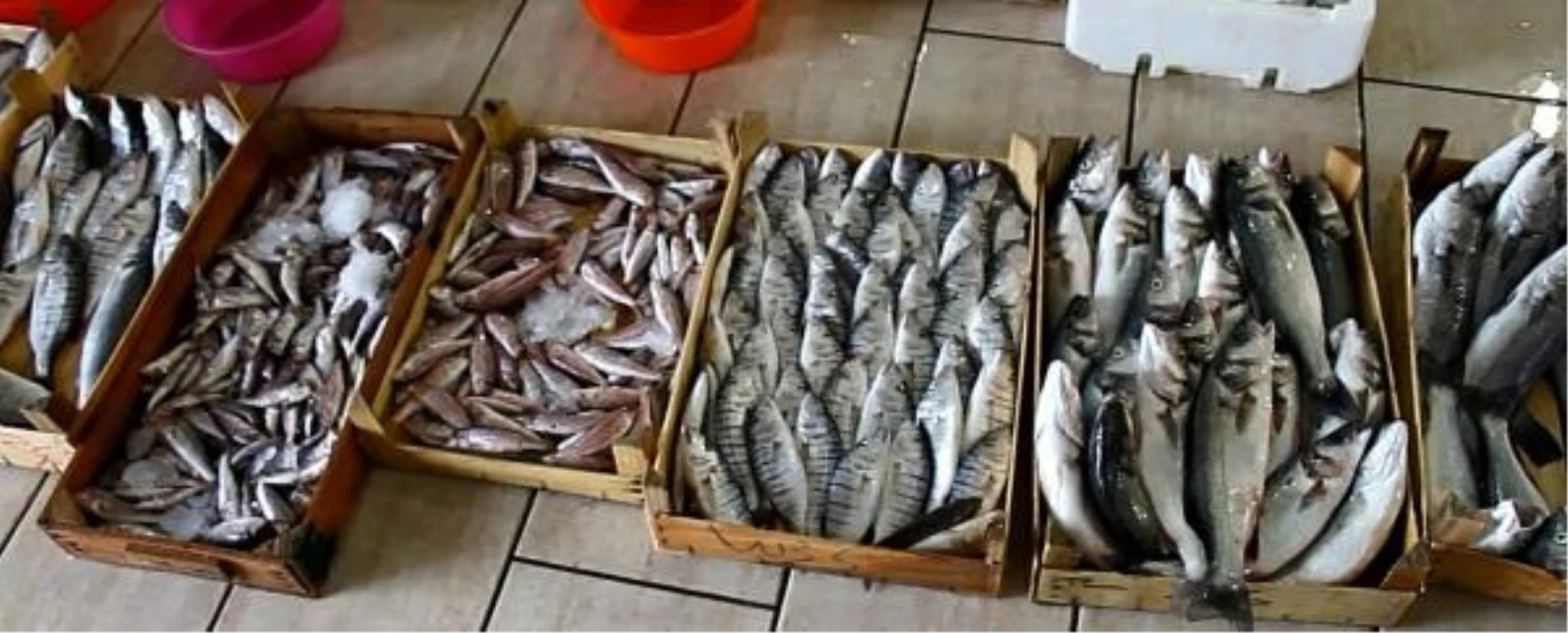 Foçalı Balıkçılar Sezonu Açtı