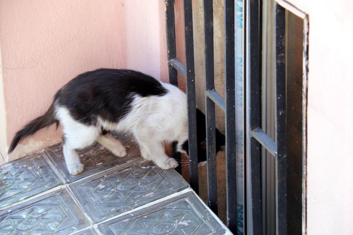 Havalandırma Boşluğuna Düşen Yavru Kedi Kurtarıldı