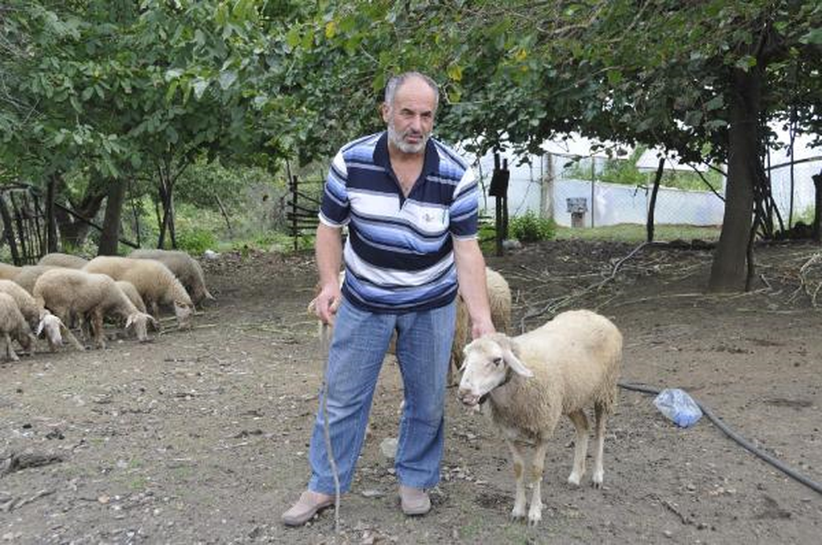 İzmit\'in Köylerinde Salgın Hastalık Koyunları Telef Ediyor