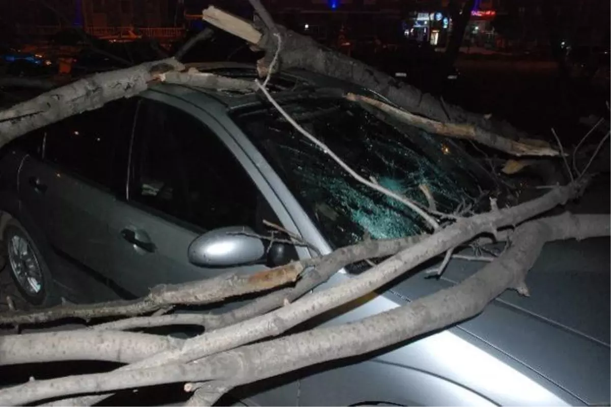 Tokat'ta Park Halindeki Otomobilin Üzerine Ağaç Devrildi