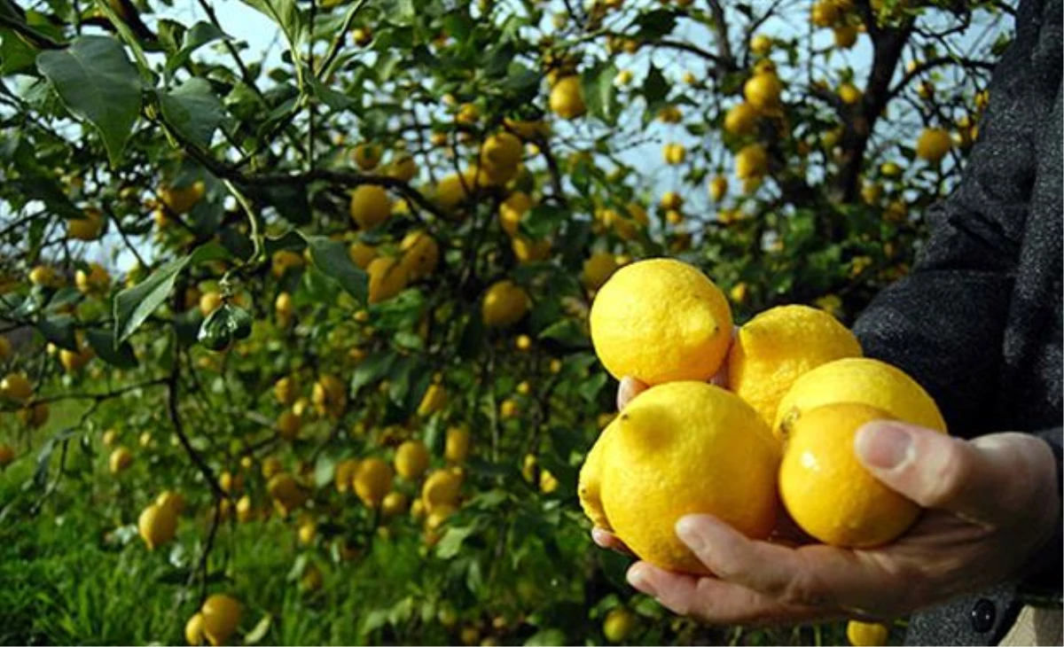 Ağustosta En Çok Limonun Fiyatı Arttı