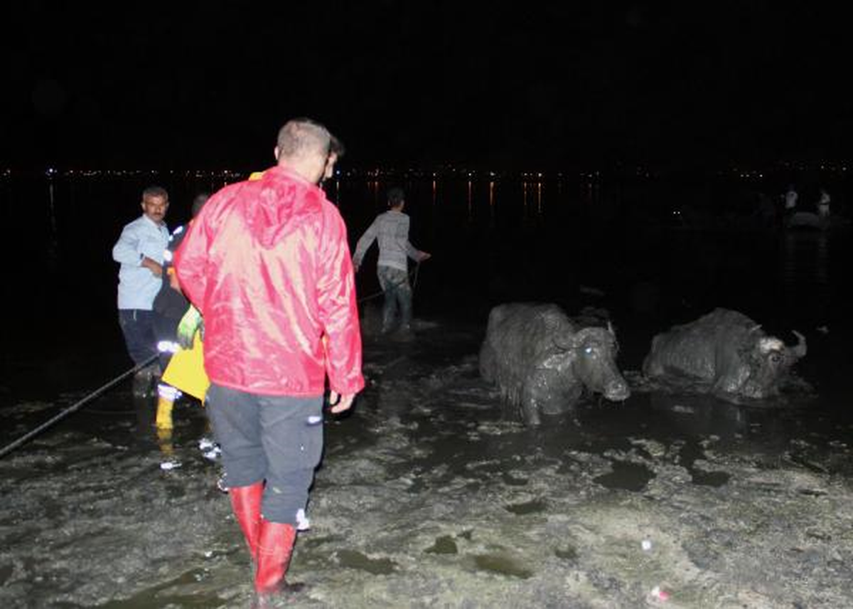 Bataklığa Saplanan Hayvanları AFAD Kurtardı