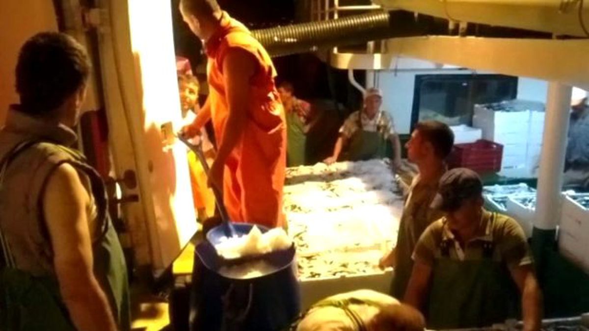 Marmara\'da Sardalye Bereketi Yaşanıyor