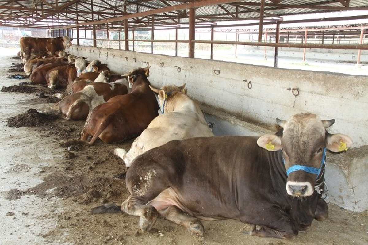 Kurbanlık Fiyatlarının Yüksek Olması Bekleniyor