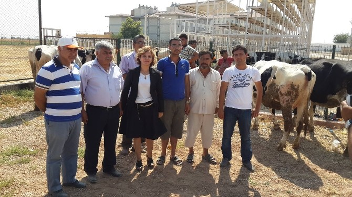 Çiftçilere 150 Baş Gebe Düve Dağıtımı Yapıldı