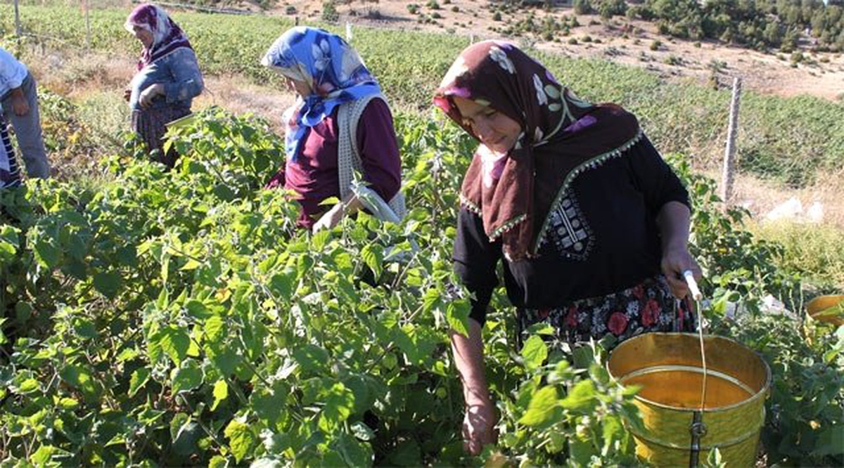 Kırsal Alanda Yaşlılık Analizi" Projesi