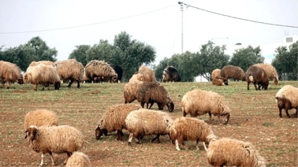 Kocaeli\'deki Mavi Dil Hastalığı Karantinası