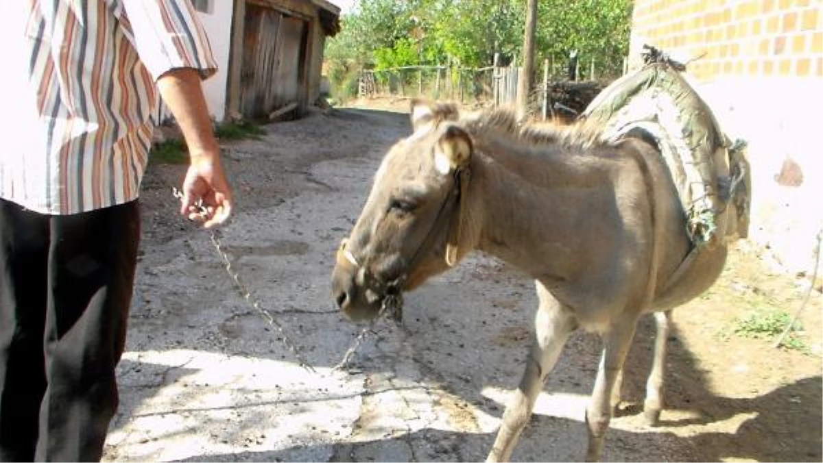 Ormanda Yaralandı, Eşeği Sayesinde Bulundu