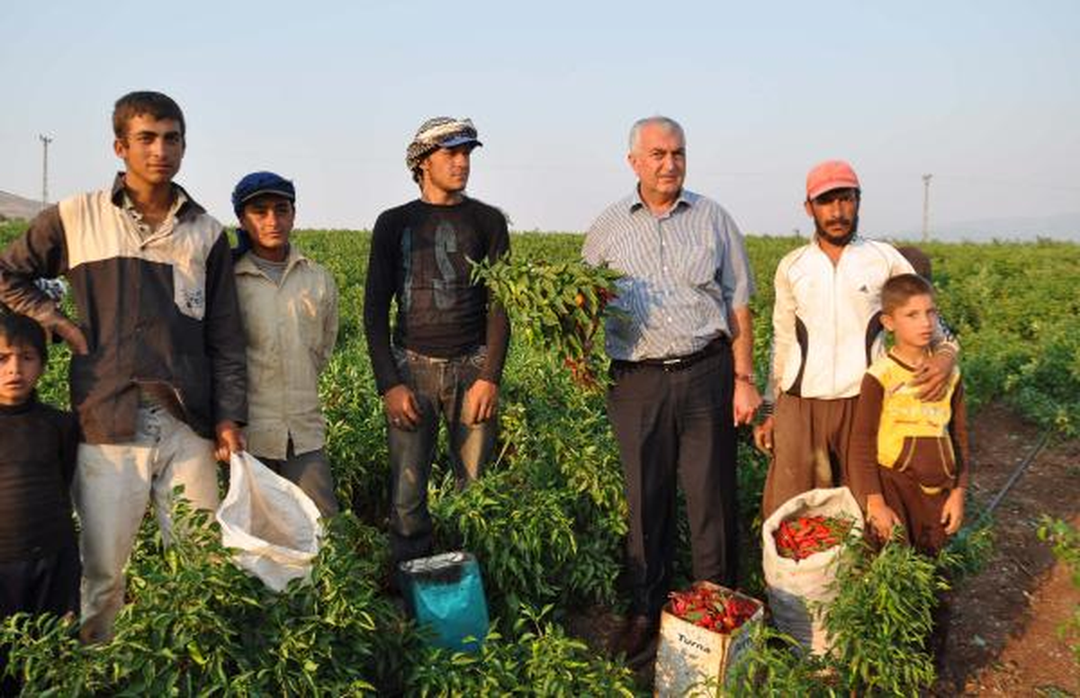 1 Kilo Kırmızı Biber 19 Kuruşa Toplanacak