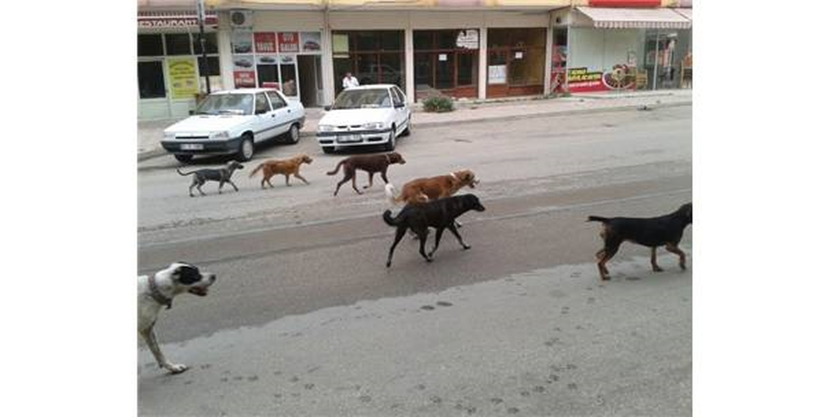 Başı Boş Köpekler Vatandaşları Tedirgin Ediyor