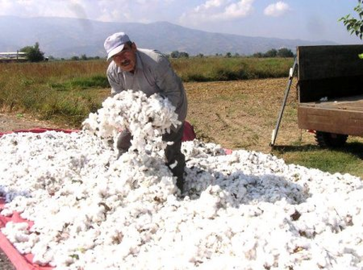 Beyaz Altın\'da Hasat Zamanı