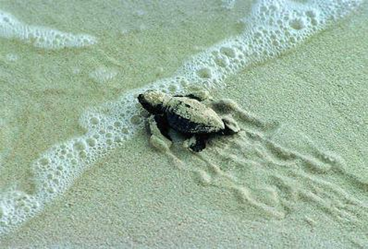 Bodrum\'da Ölü Caretta Caretta Bulundu