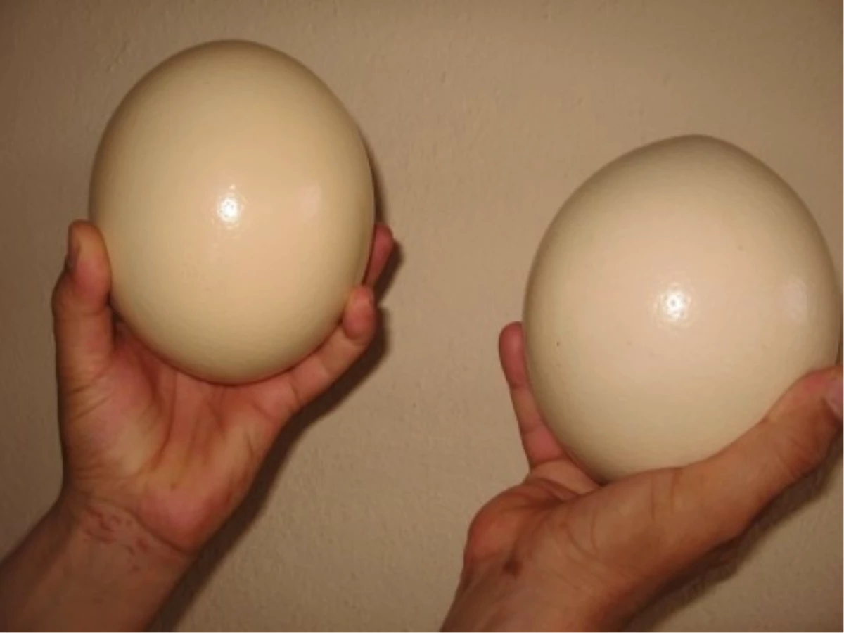 Deve Kuşu Yumurtasından Yara Bandı Üretildi