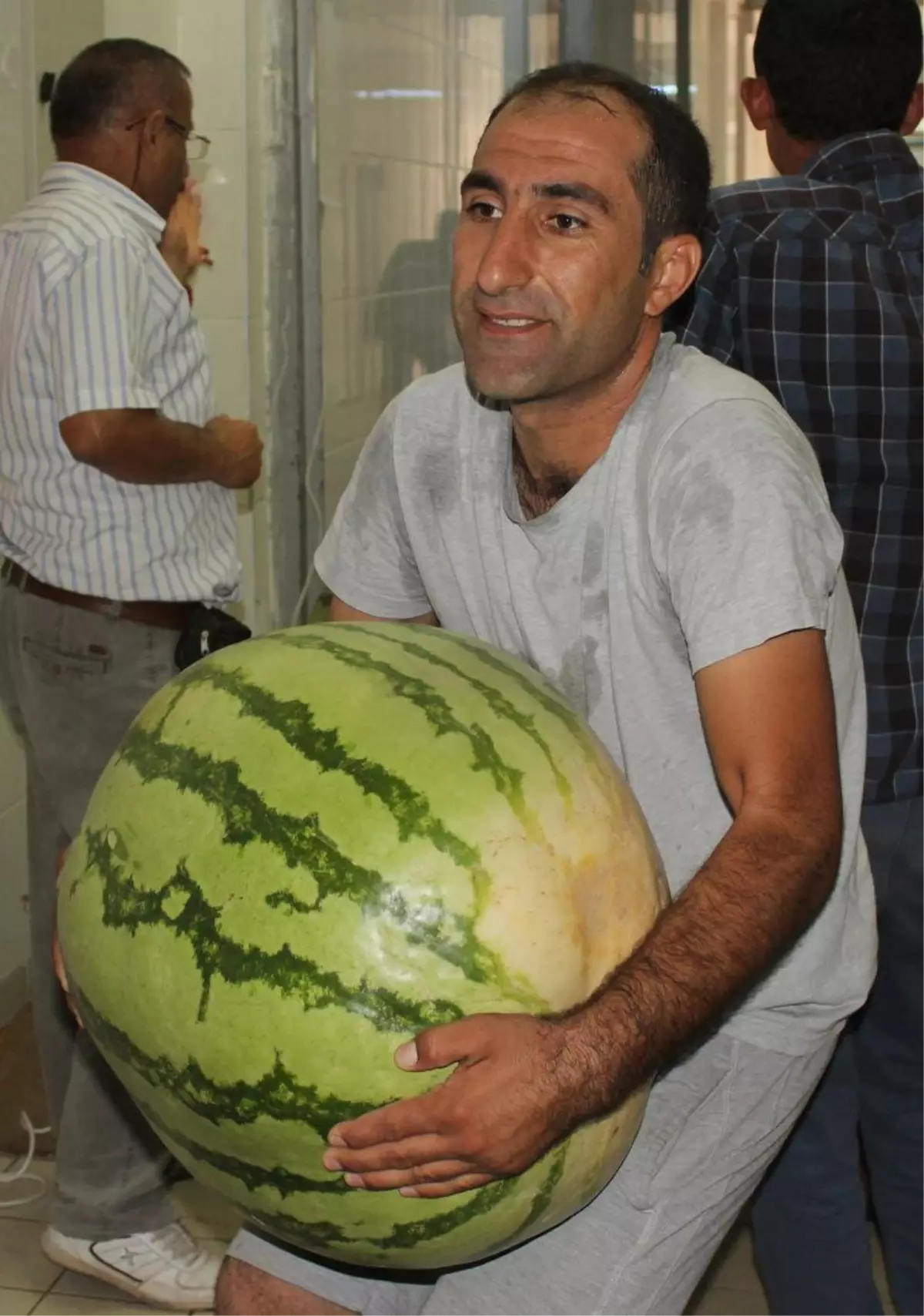 Festivalde Yarışacak Karpuzlar Ağırlığını Gösterdi