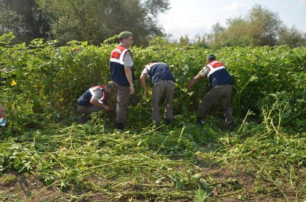 Hazine Arazisine Ekili 86 Bin Kök Hintkeneviri Ele Geçirildi