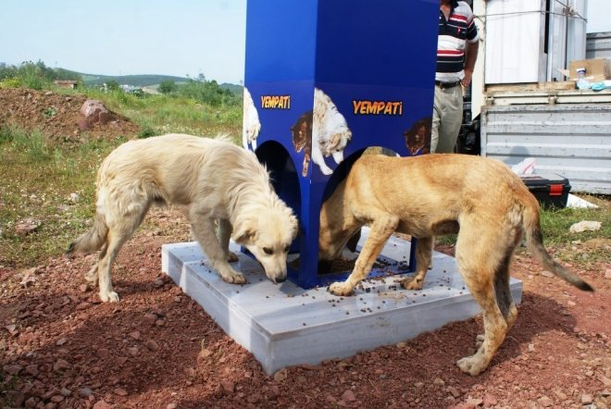 Kayseri\'de Sokak Hayvanları İçin Beslenme Noktaları Oluşturuldu