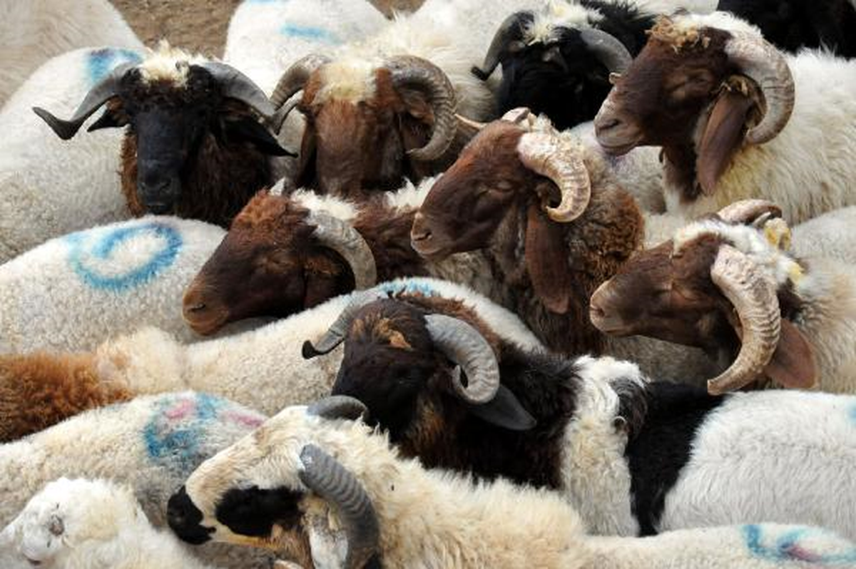 Kurbanlık Satışı İçin Kotra Kiraları Belli Oldu