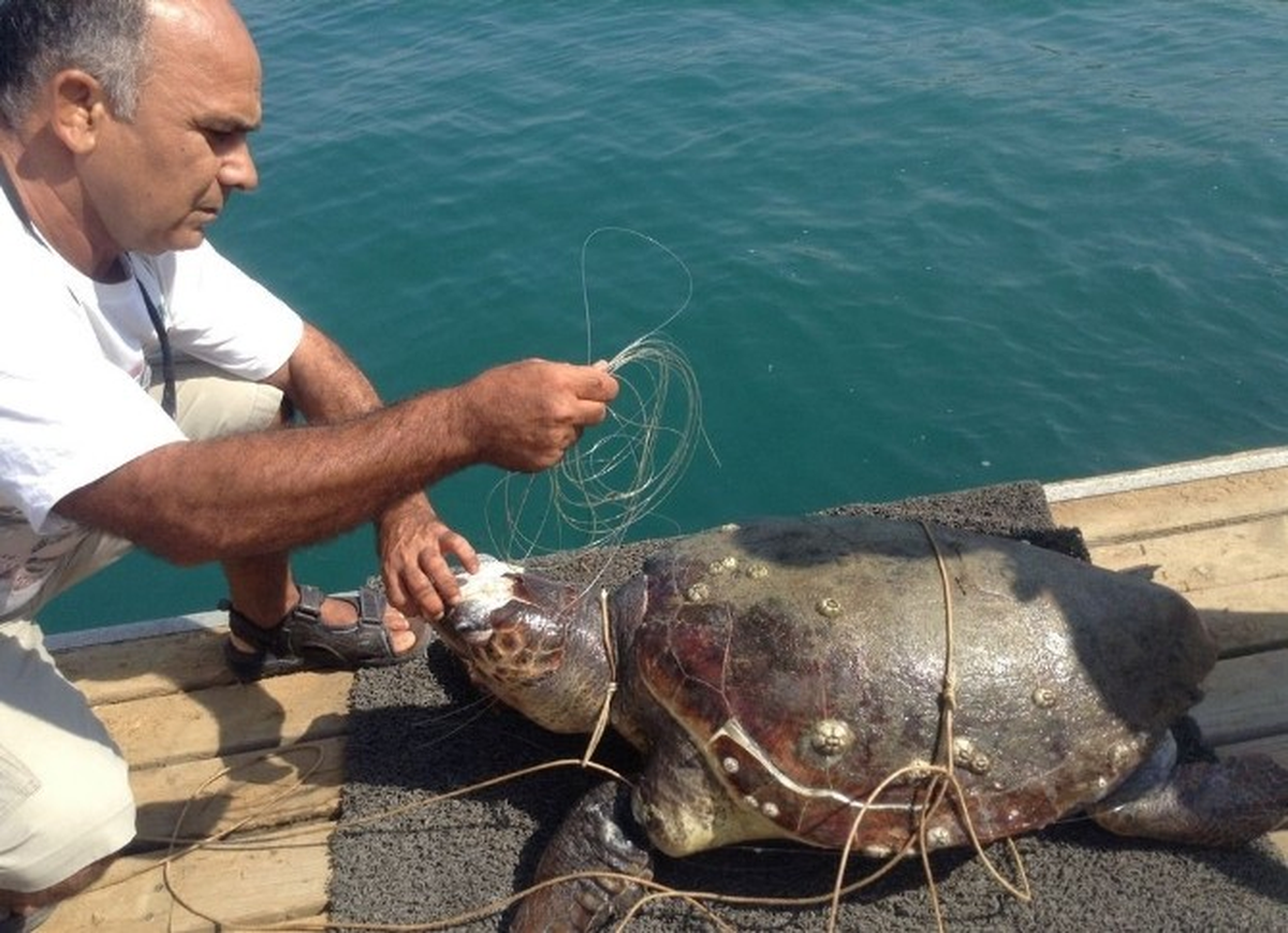 Kuşadası\'nda Caretta Caretta Ölümleri