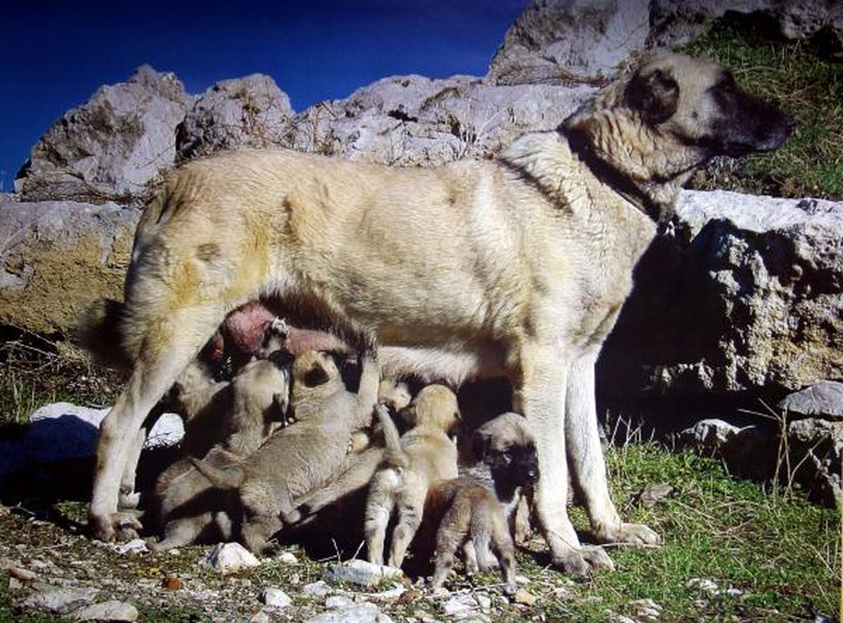 Yerli Köpek Irkları Antik Eser Gibi Korunmalı