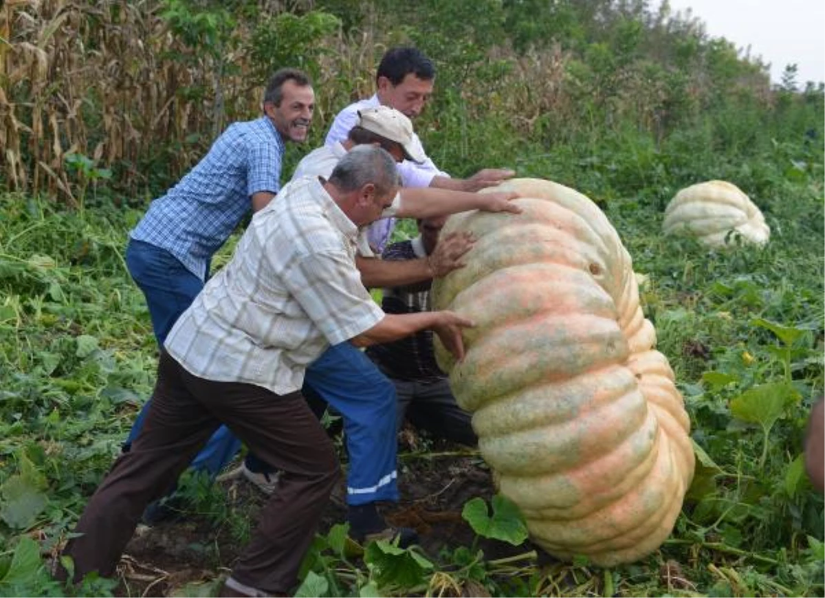 Sakarya\'da 450 Kiloluk Balkabağı Yetiştirildi