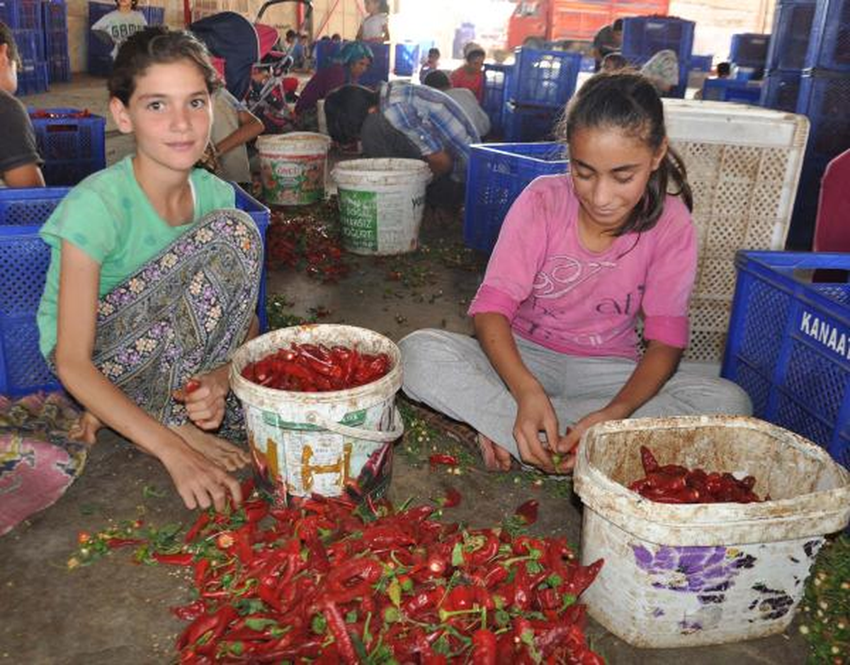 Gaziantep\'te Ekmeklerini Kırmızı Biberden Çıkartıyorlar
