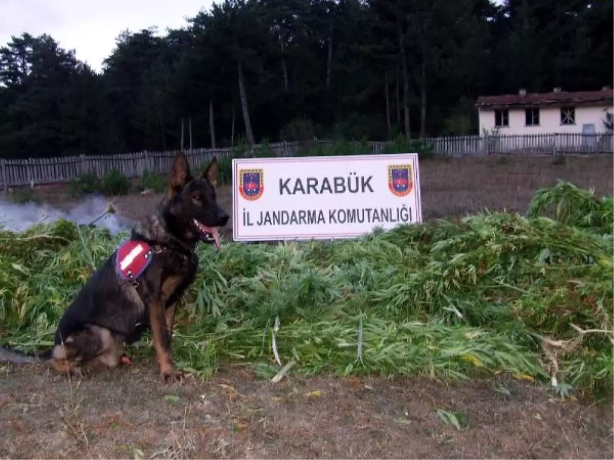 Karabük\'te Kenevir Operasyonu: 2 Gözaltı