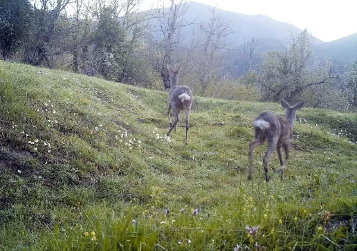 Karabük\'te Yaban Hayatı Fotokapanla İzleniyor