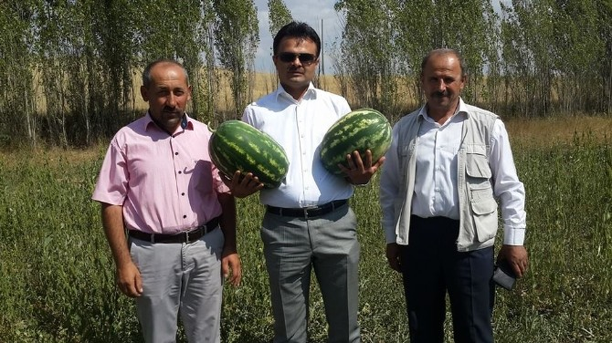 Kelkit\'te Karpuz Üretimi