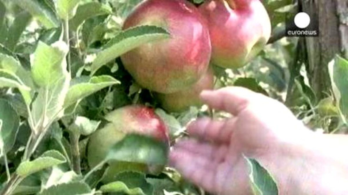 Rusya'nın Tarım Ürünleri Ambargosu Çiftçileri Zor Durumda Bıraktı
