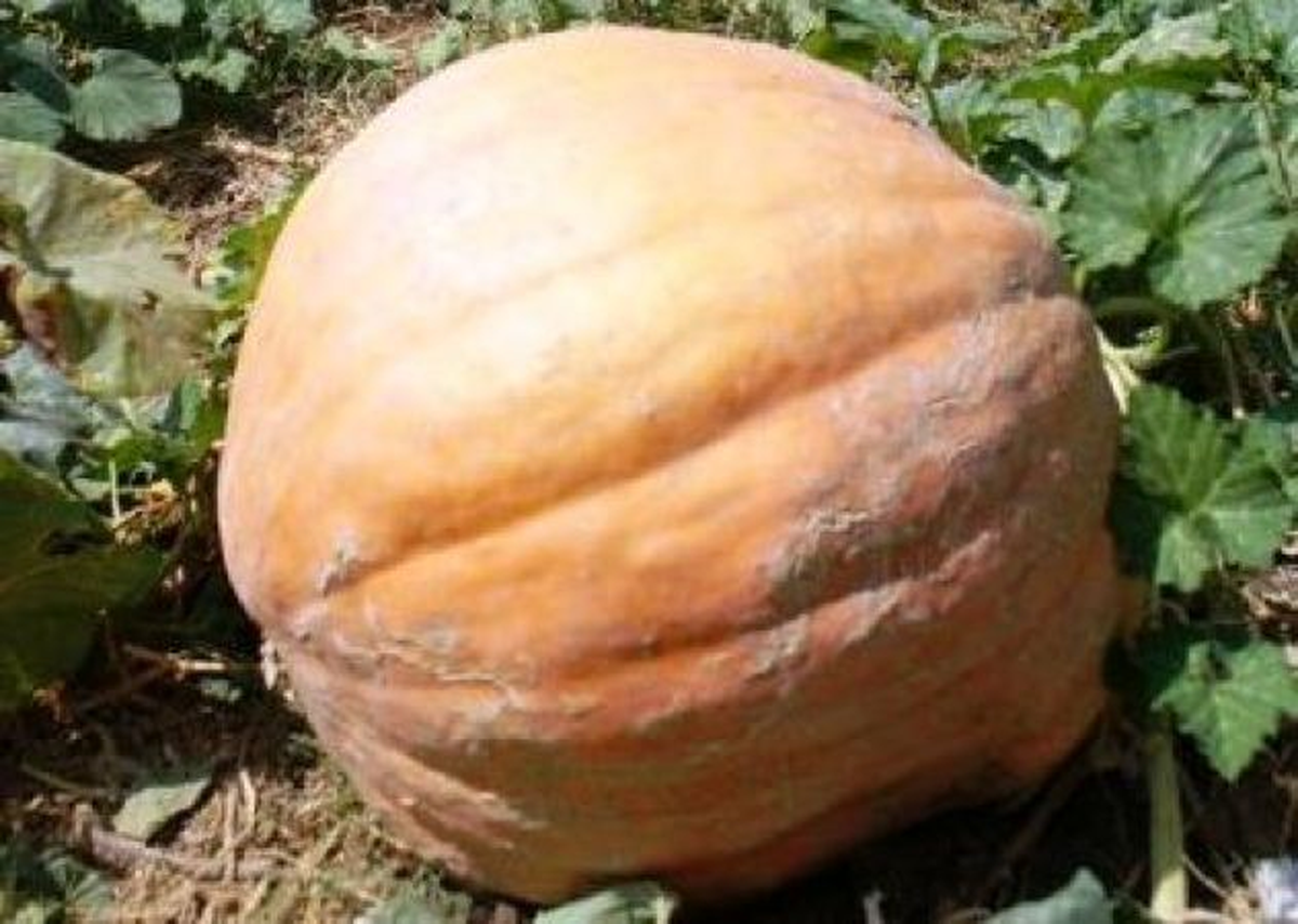 Fatsa\'da 300 Kiloluk Dev Kabak Görenleri Şaşırtıyor