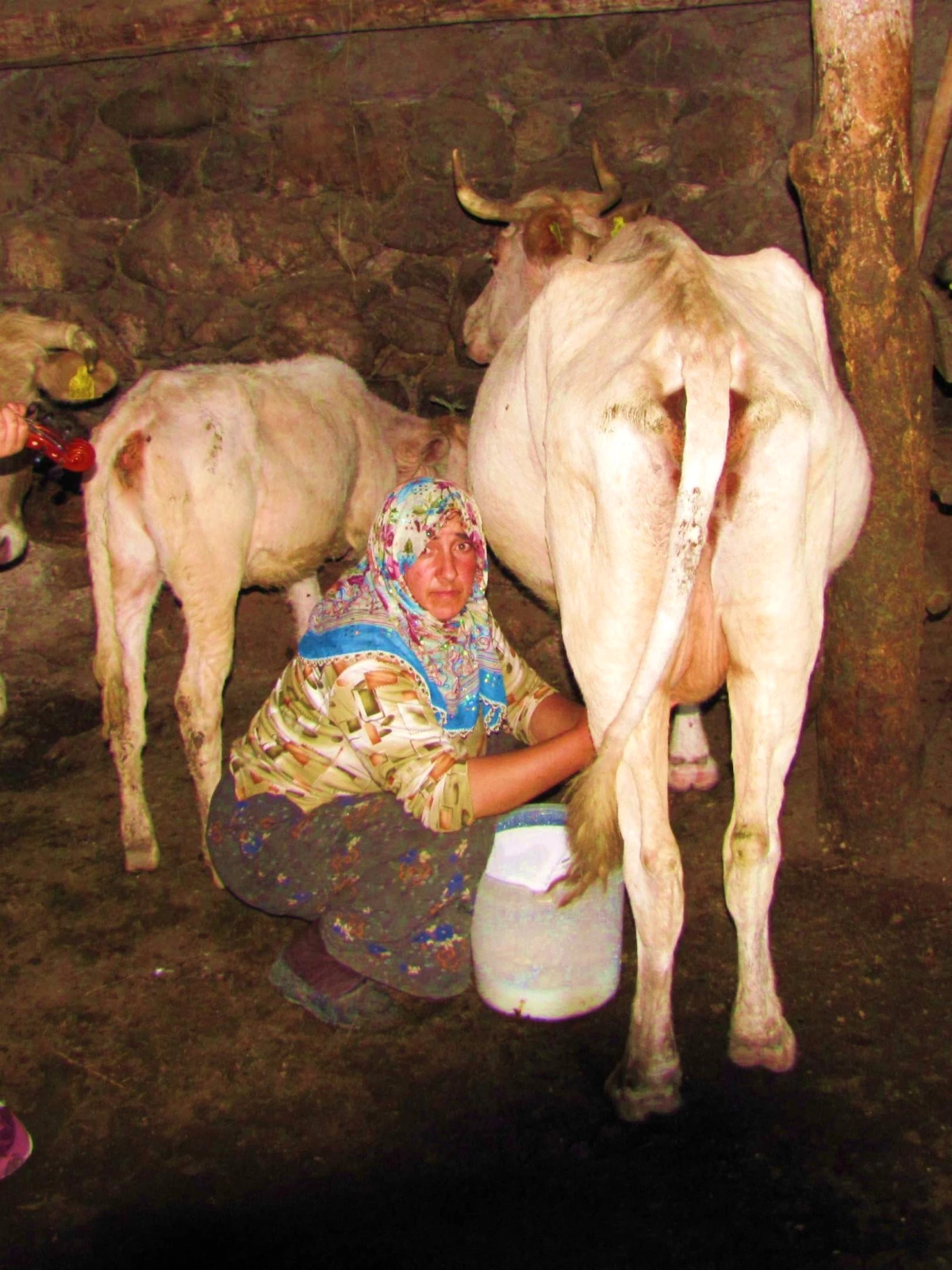 Aydın\'da 86 Bin Anaç Sığır Desteklemesi Yapıldı