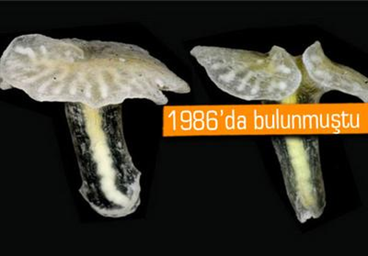 Bu Canlının Türünü Tespit Edemediler