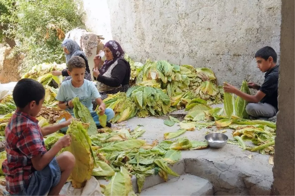 Çelikhan\'da Tütün Hasat Zamanı