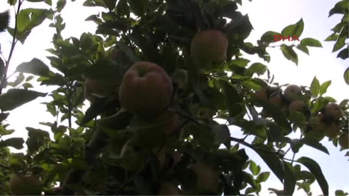 Denizli\'de Elma Ağaçları Sökülüyor