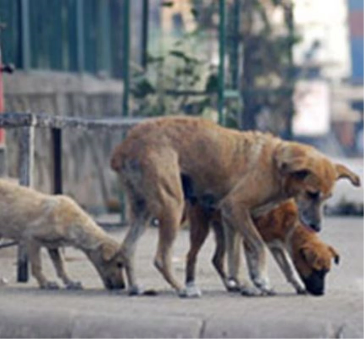 Hanönü\'nde Sokak Köpekleri Toplanıyor