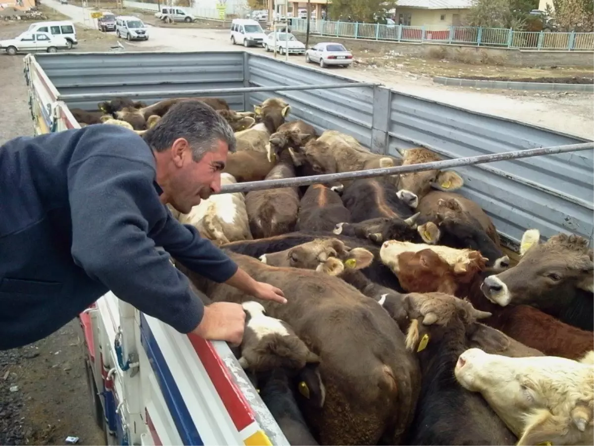 Kurbanlık Hayvan İhtiyacı Yurt İçinden Karşılanacak