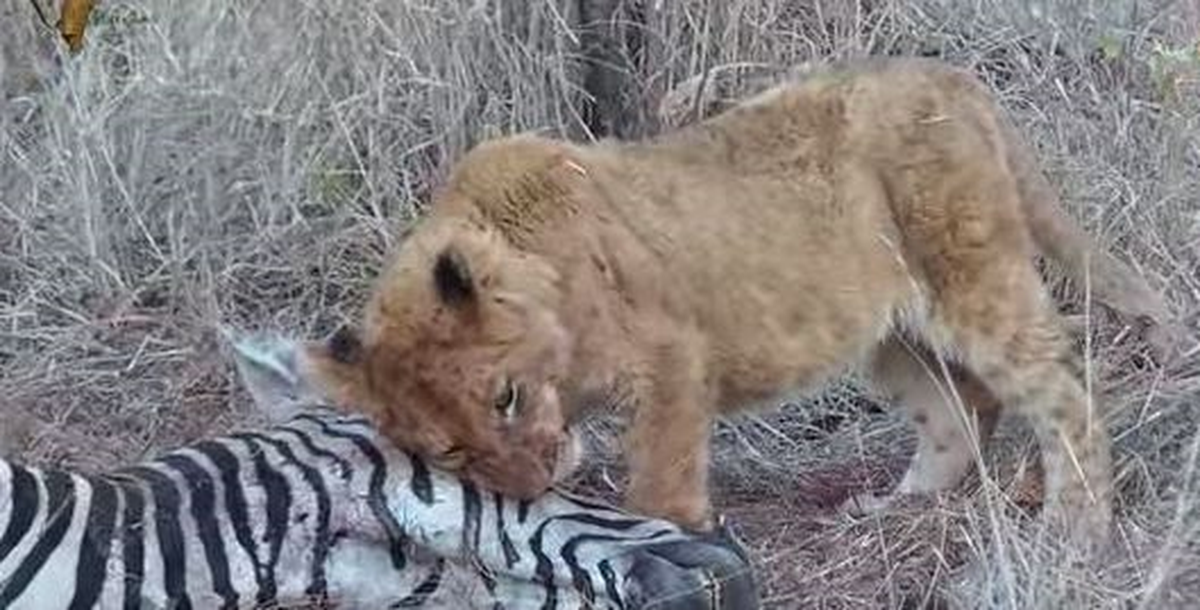 Aslan Sürüsü, Koca Zebrayı Mideye İndirdi
