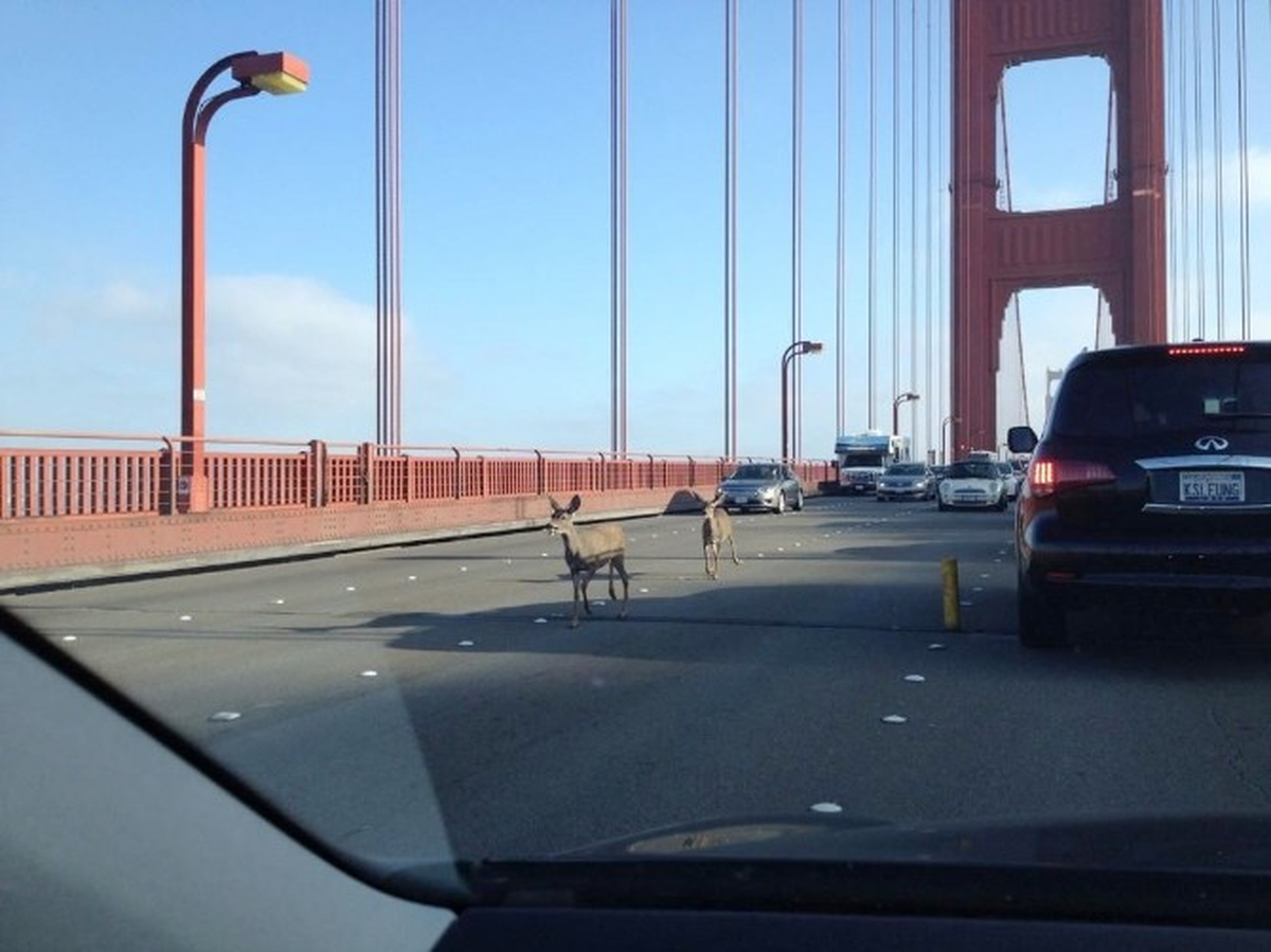 ABD\'nin Dünyaca Ünlü Köprüsü Golden Gate\'de 2 Geyiğin Geçişi Şaşırttı