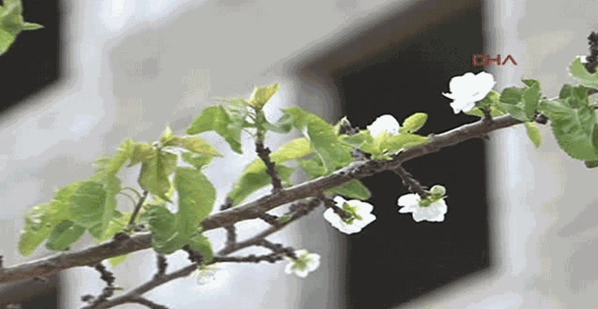 Kayseri\'nin Talas İlçesi\'nde Kayısı Ağacı Eylül Ayında Çiçek Açtı