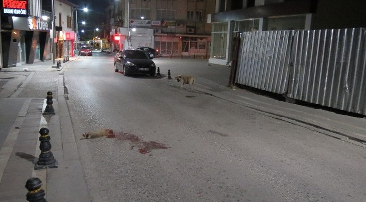 Ölen Yavrusunun Başından Ayrılmadı, Yoldan Geçen Araçlara Saldırdı