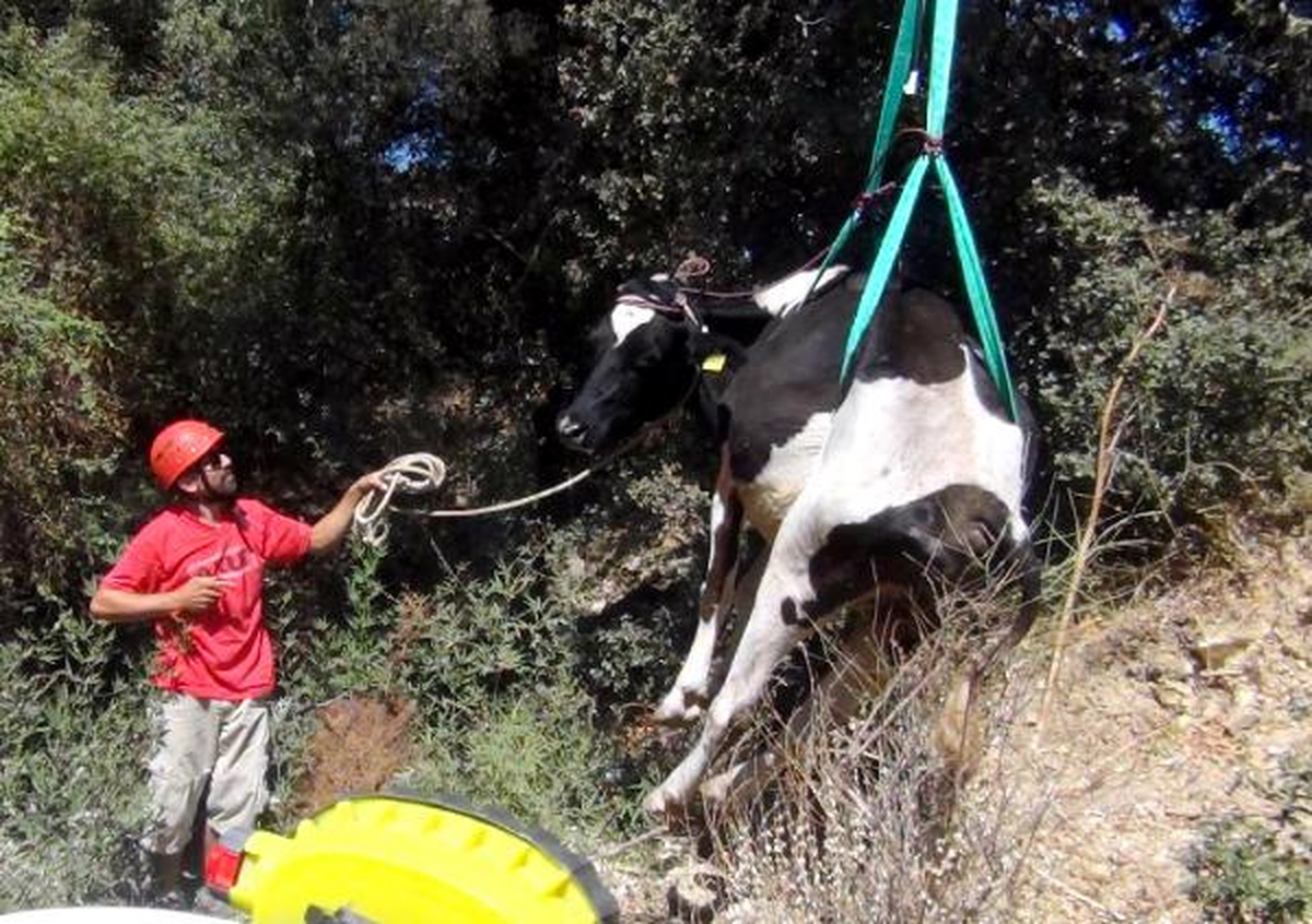 Bodrum\'da Su Borusu ile Kayalık Arasında Sıkışan İneği AKUT Kurtardı