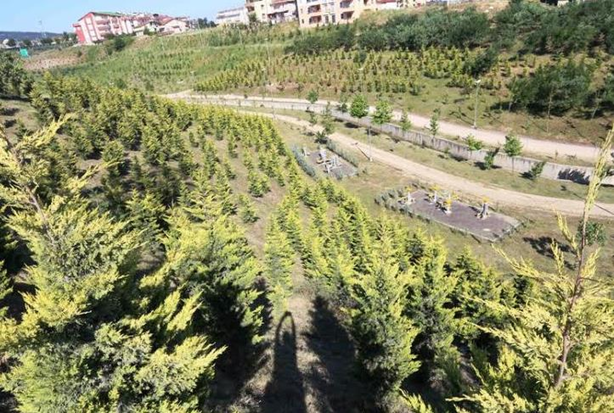 Yılsonuna Kadar 500 Bin Ağaç Dikilmiş Olacak