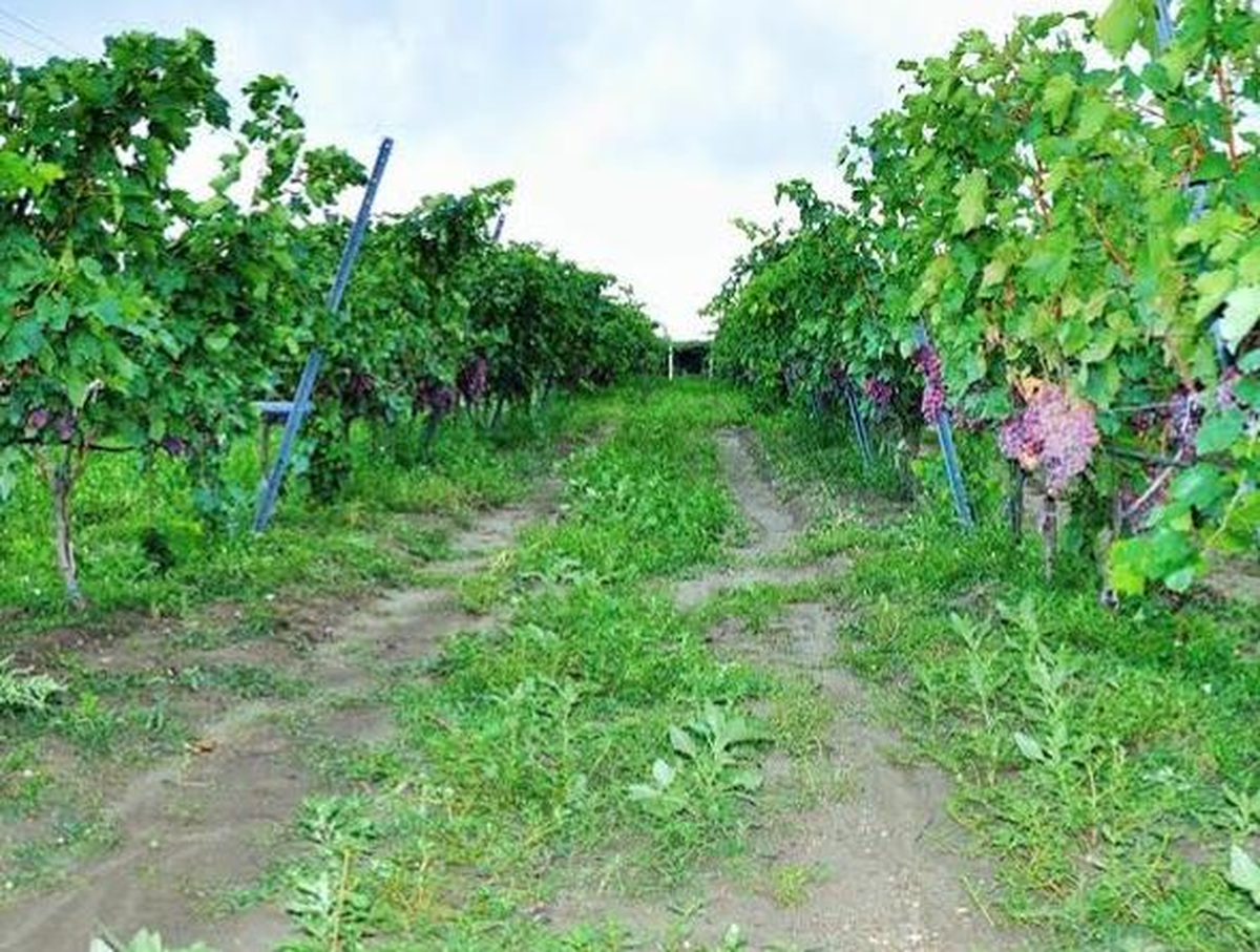\'\'Bağ Rotası\'\' İle Üzüm Üreticilerine Ziyaret