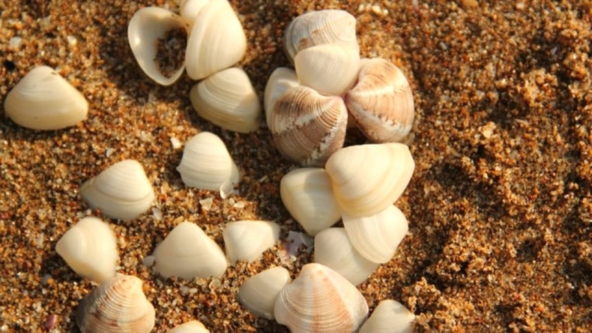 Beyaz Kum Midyesi Avcılığı Yasaklandı