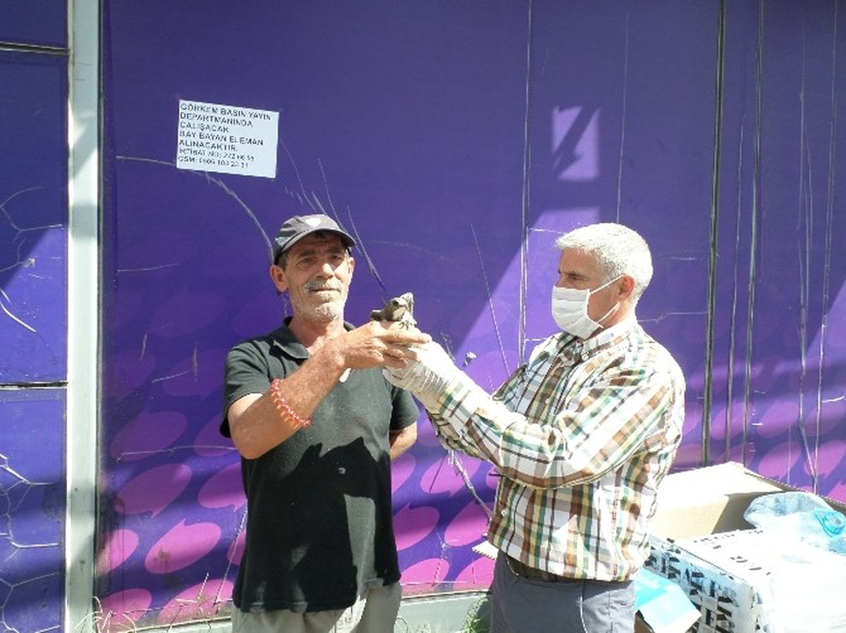 Çark Caddesi\'nde Yaralı Ebabil Kuşu Bulundu