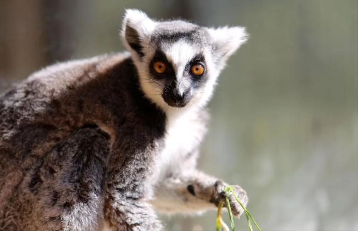 Çizgili Kuyruklu Lemurlara Özel İlgi