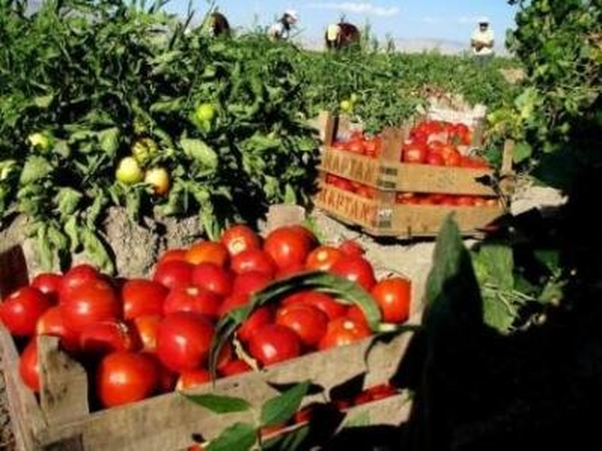Domates Üreticisi "Son Turfanda" Umutlarını Rusya\'ya Bağladı