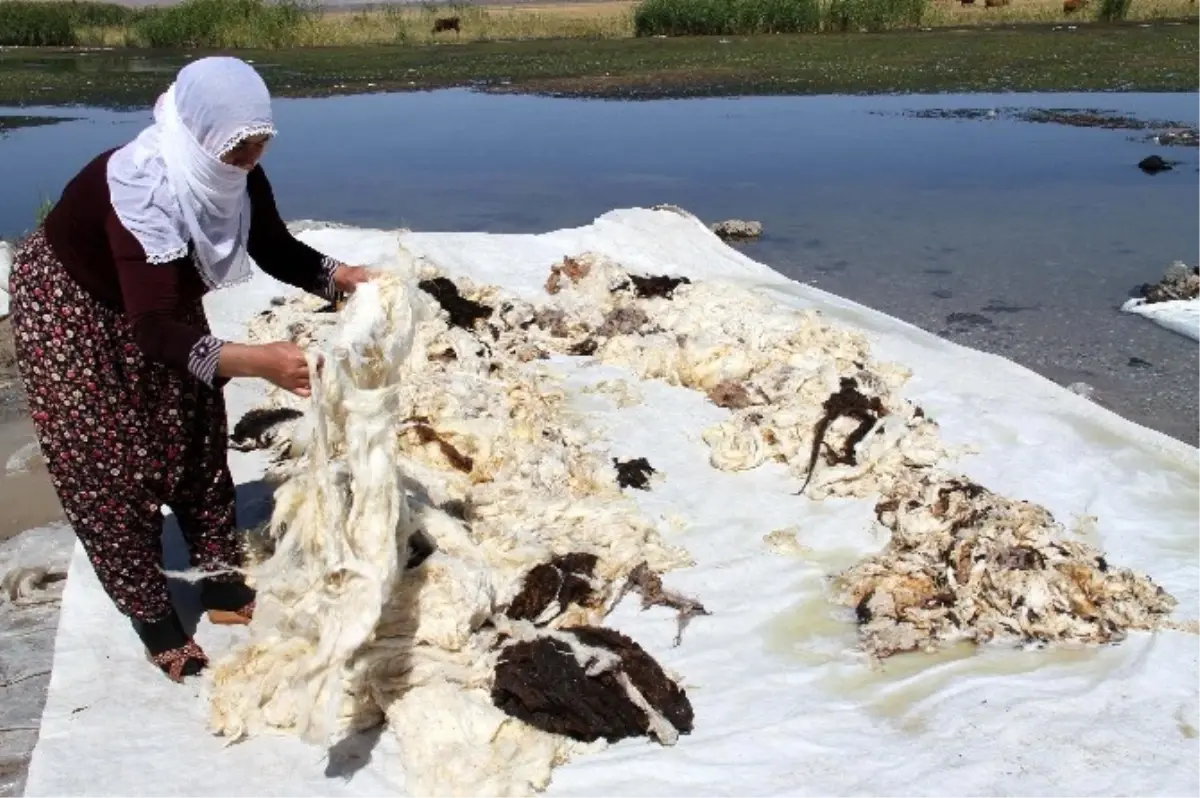 Kadınların Yün Yıkama Telaşı