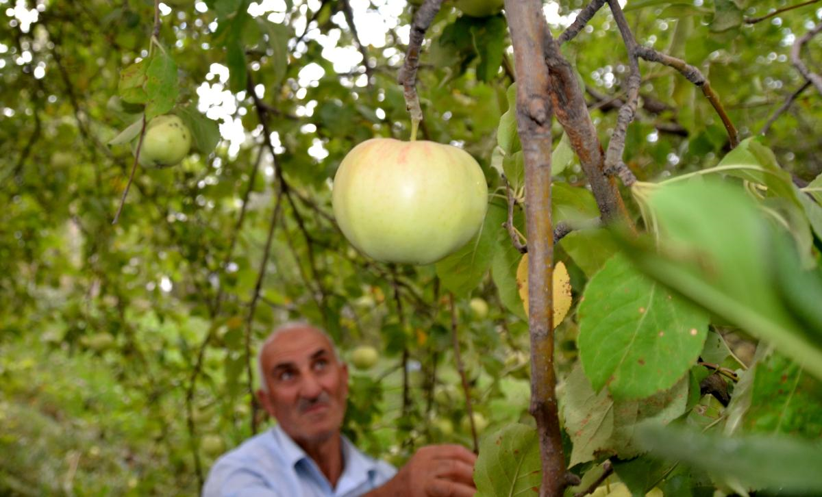 Kars\'ta Organik Elma Hasadına Başlandı