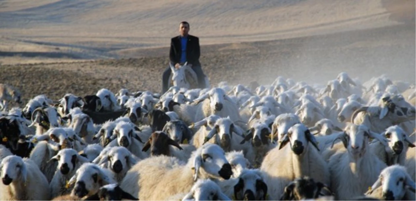 Kırmızı Et Üreticileri de Sertifikalı Çoban İstiyor